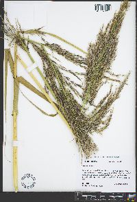 Arundo donax image