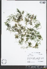 Najas minor image