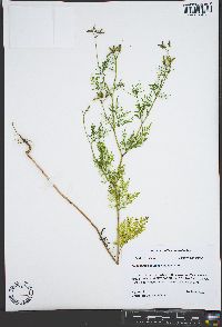 Trepocarpus aethusae image