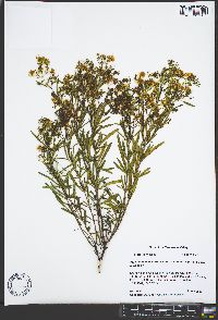 Hypericum densiflorum image