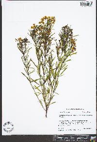 Hypericum densiflorum image
