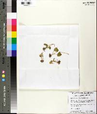 Ophioglossum crotalophoroides image