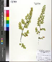 Adiantum capillus-veneris image