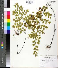 Adiantum capillus-veneris image