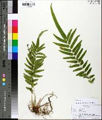 Pteris vittata image