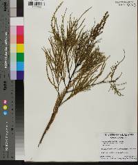 Taxodium ascendens image