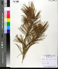 Pinus clausa image