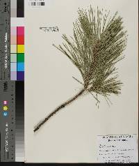 Pinus echinata image