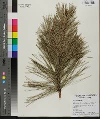 Pinus echinata image