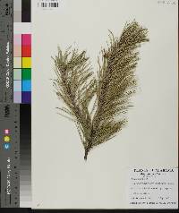 Pinus echinata image