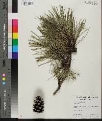 Pinus echinata image