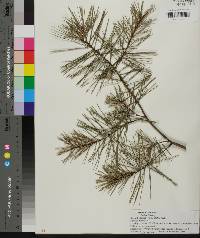 Pinus glabra image