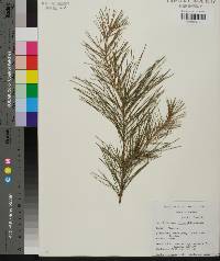 Pinus glabra image