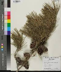 Pinus glabra image