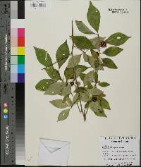 Ilex longipes image