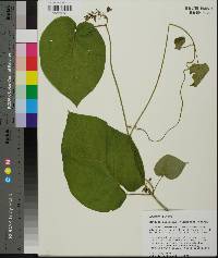 Matelea decipiens image