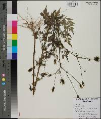 Bidens bipinnata image