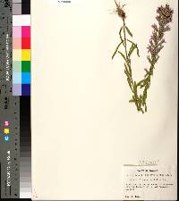 Liatris elegans image