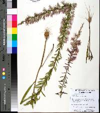 Liatris elegans image