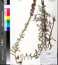 Liatris gracilis image