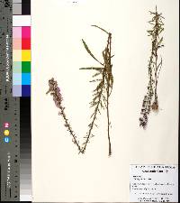 Liatris gracilis image