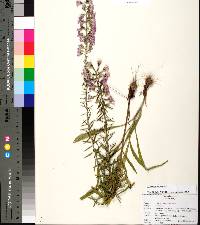 Liatris gracilis image