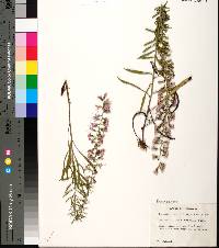 Liatris gracilis image