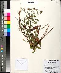 Symphyotrichum patens image