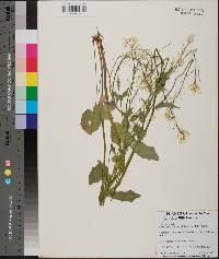 Cardamine bulbosa image