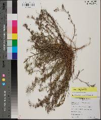 Polypremum procumbens image