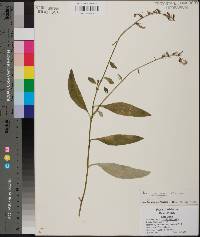 Lobelia georgiana image