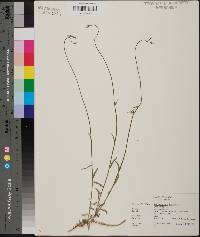 Wahlenbergia marginata image