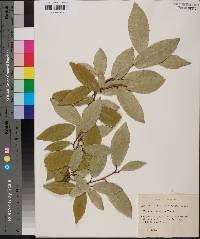 Elaeagnus pungens image