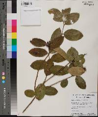 Leucothoe axillaris image