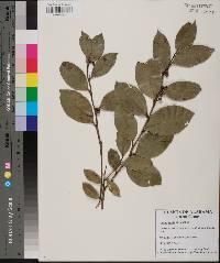 Lyonia lucida image