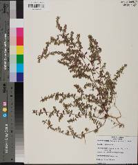 Chamaesyce hyssopifolia image