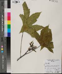 Ricinus communis image