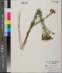 Dalea pinnata var. trifoliata image