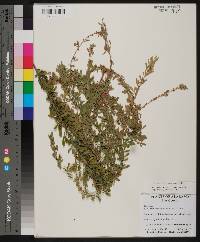 Lespedeza cuneata image