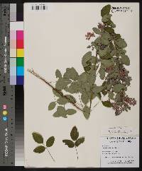 Lespedeza bicolor image