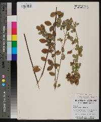 Lespedeza hirta image