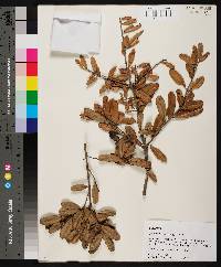 Quercus geminata image