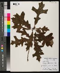 Quercus lyrata image