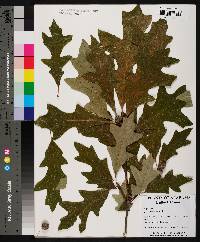 Quercus lyrata image