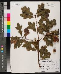 Quercus margarettiae image