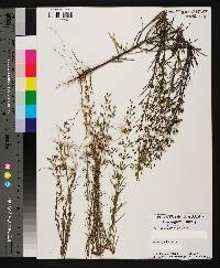 Dicerandra fumella image