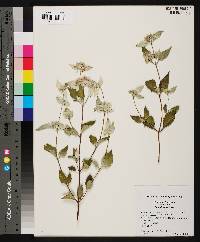 Pycnanthemum incanum image