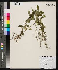 Scutellaria incana image