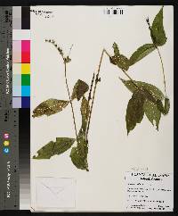 Spigelia marilandica image