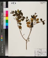 Ligustrum sinense image